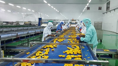 Ligne de production de pêches jaunes en conserve
