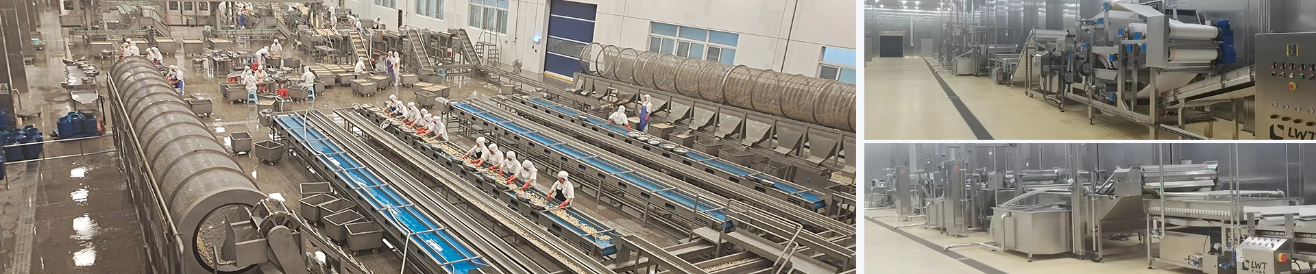 Ligne de production de champignons en conserve
