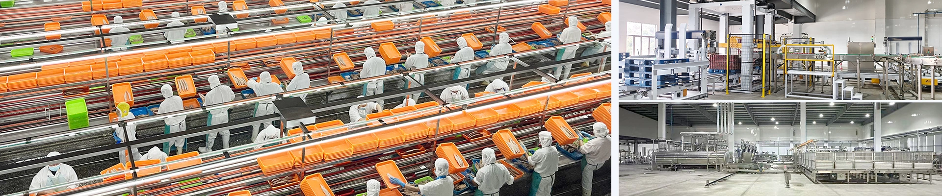 Ligne de production de thon en conserve