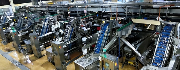 Ligne de production de sardines en conserve aux Philippines